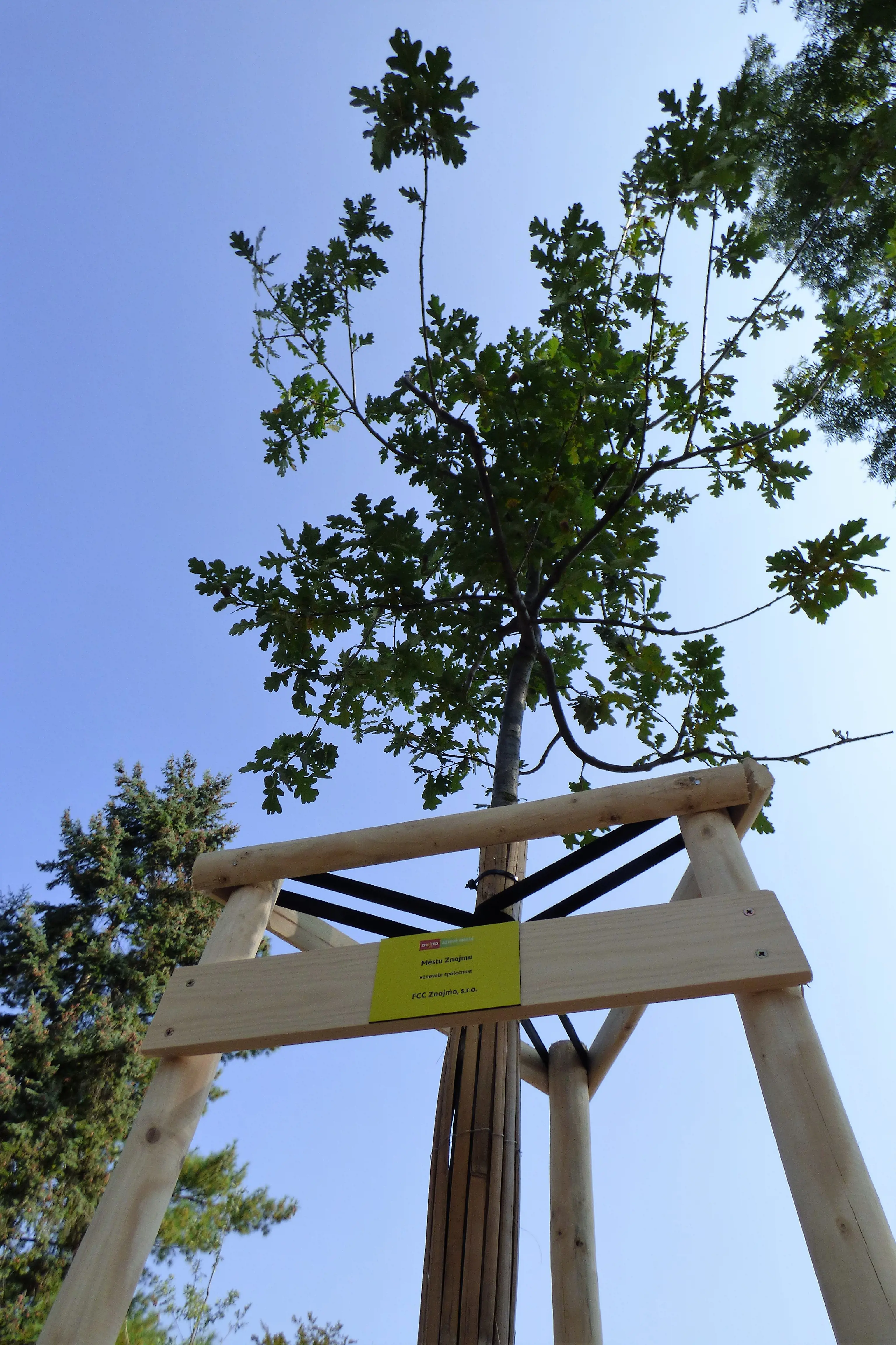 The company FCC Znojmo (CZ) has adopted a tree
